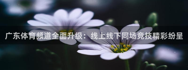 广东体育频道全面升级：线上线下同场竞技精彩纷呈
